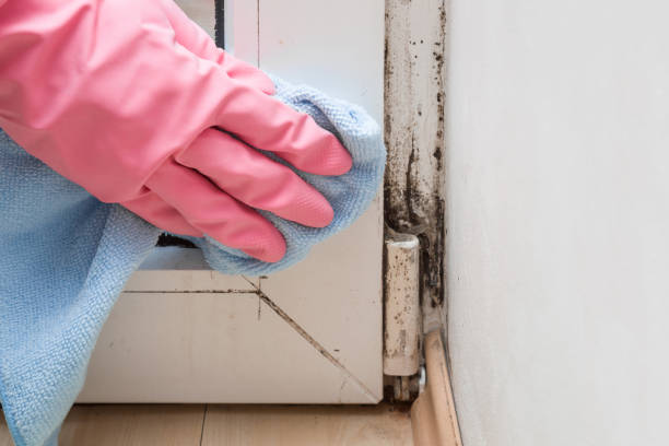 Best Mold Damage Restoration  in Rose Hills, CA